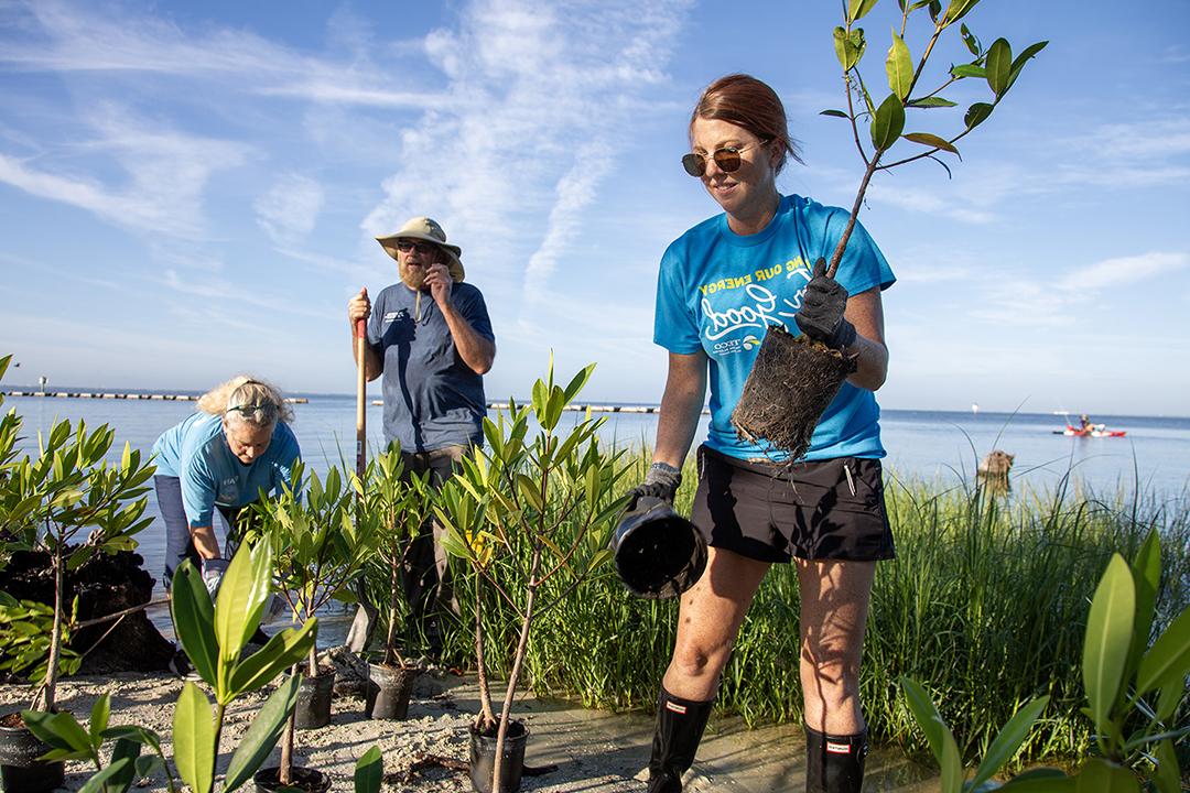 Mangrove Planting 3.jpg